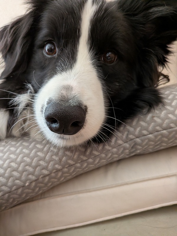 ドルチェ tweet media