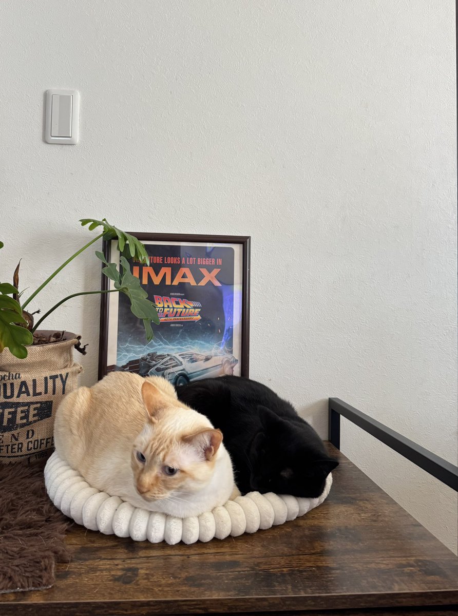 abby TSTheErasTour tokyo(Taylor's Version) tweet media