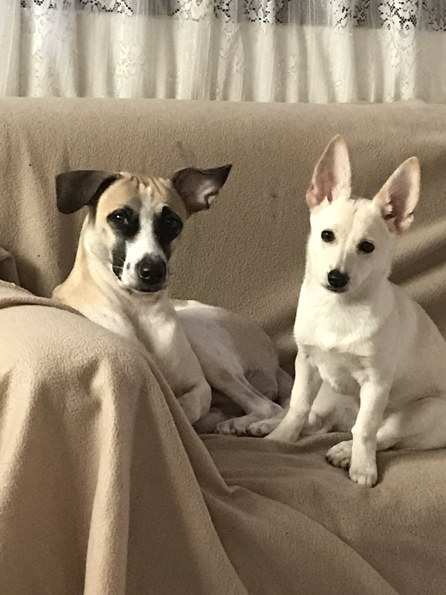 lhee_ramosd's tweet photo. My babies.. Princess and Nala🥰😊 #PetLove #puppy #love https://t.co/YYzsPpi1Mn