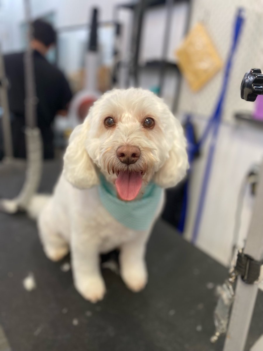 Bode’s new ‘do. 🥰