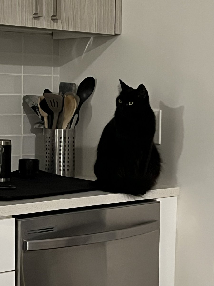 Now roommate told me he was bringing a pet but I guess I haven’t unlocked him yet
