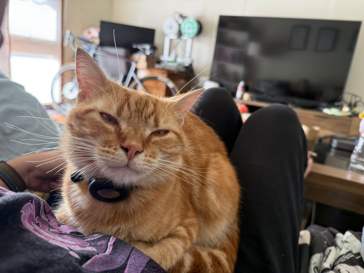 tenty's tweet photo. @robcoco Looks a bit like my Charlie… https://t.co/IGdF10Yfem