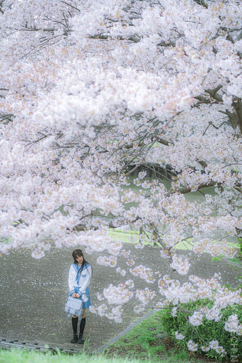 keane1988's tweet photo. 桜

#ポートレート
#ポートレートモデル 
#写真好きな人と繋がりたい 
#桜の花の木の下で https://t.co/hv3jPTb5i2