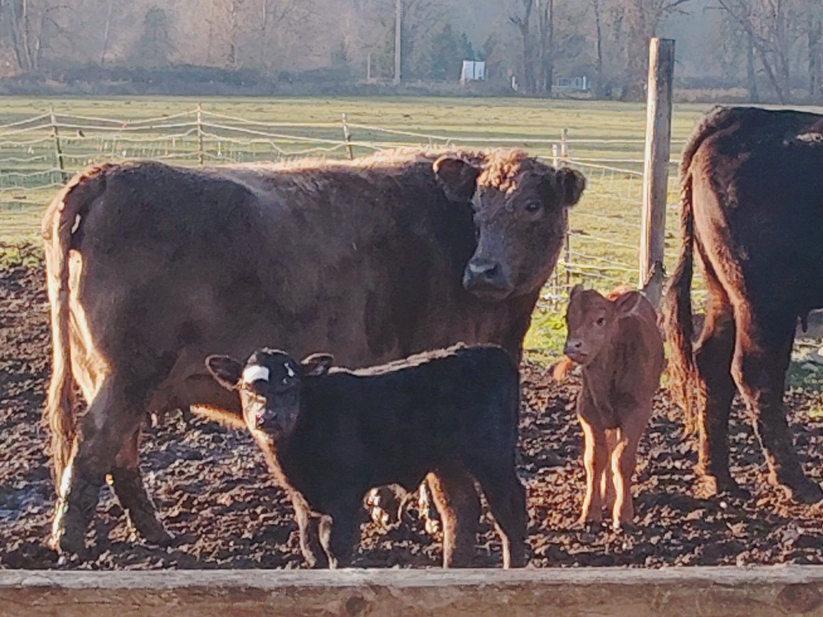 FracturedSplinter $8 tweet media