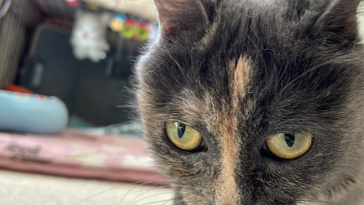 highthermometer's tweet photo. オイル交換してスッキリしたうちの子です

#ND5RC #メンテナンス　#オイル交換 https://t.co/PLT36krIq8
