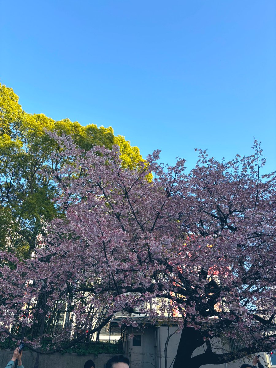うえの桜フェスタ2026
今年も出演出来て嬉しいです☺️🌸
大寒桜が咲いててキレイだった！
明日3月16日は噴水広場で13:00〜からのステージです🫶

本日3月15日は、蒲田ニューエイトでスリーマンLIVE！！楽しみ〜