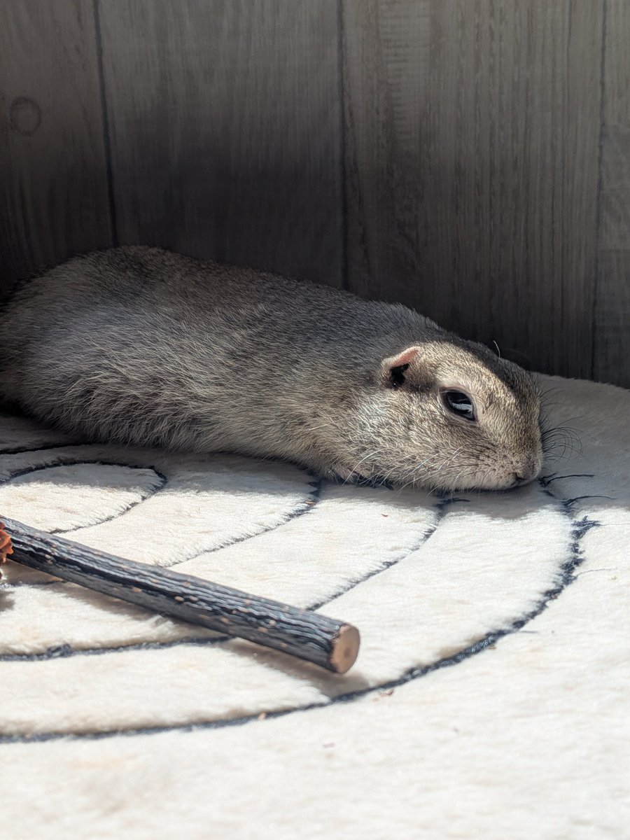 ニコルとウィリーといる日常 tweet media