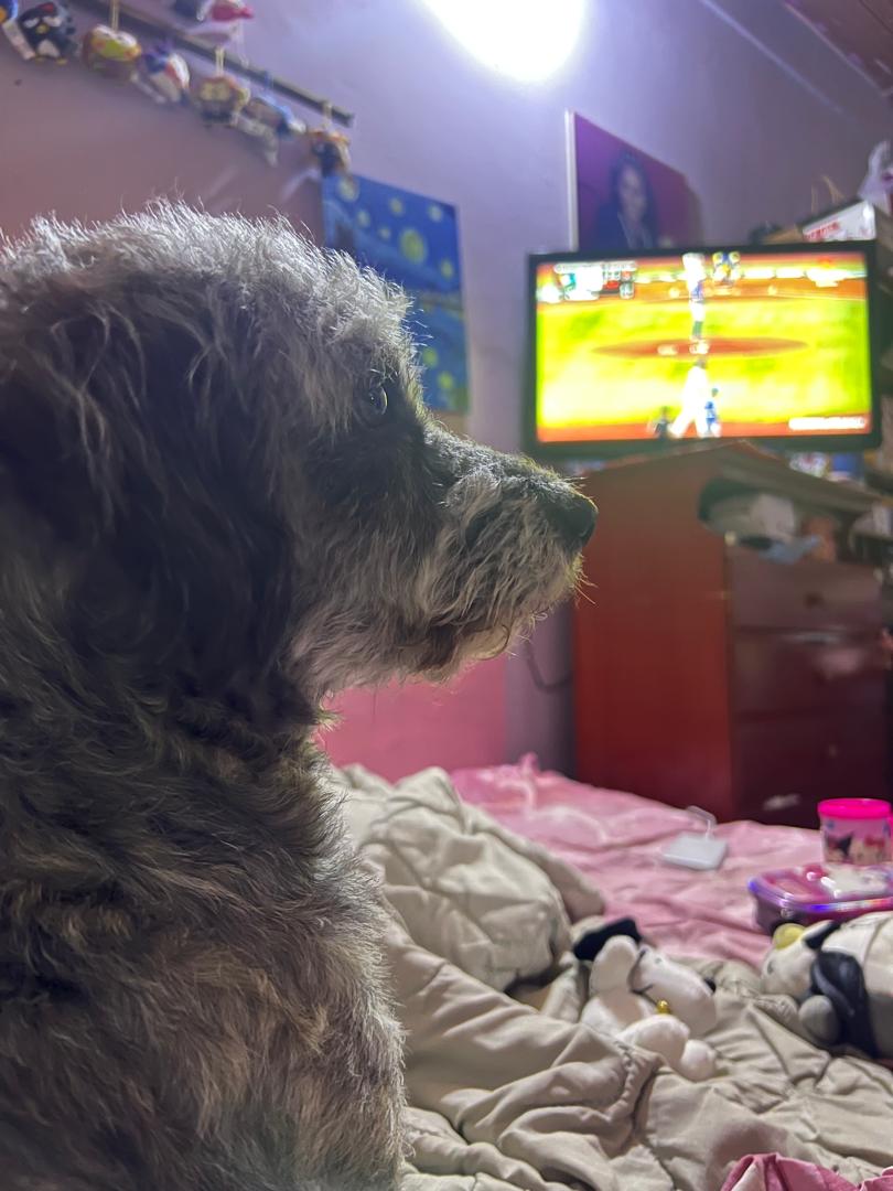 yorgelissilvas's tweet photo. Estrella disfrutando de su juego de béisbol #beisbolxteleven https://t.co/s5JbhqJ50w