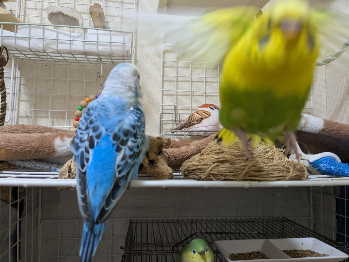 一番ピントが合ってるのは下にいる緑のこ🐥
もんちゃんはハリー・ポッターのクィディッチのボールみたい
