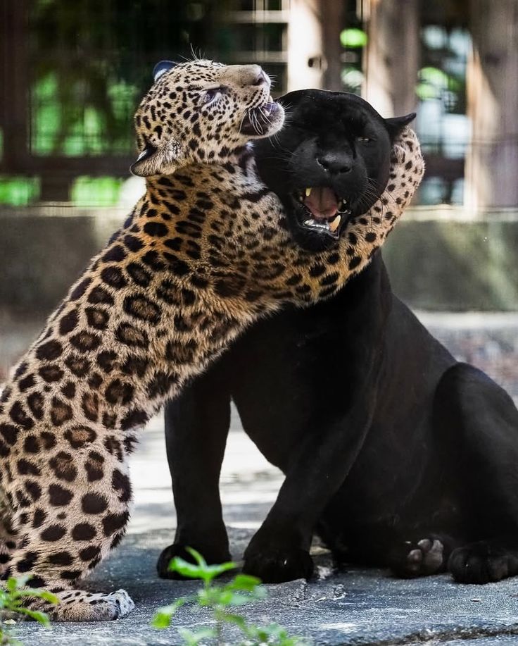 ANIMALIA tweet media