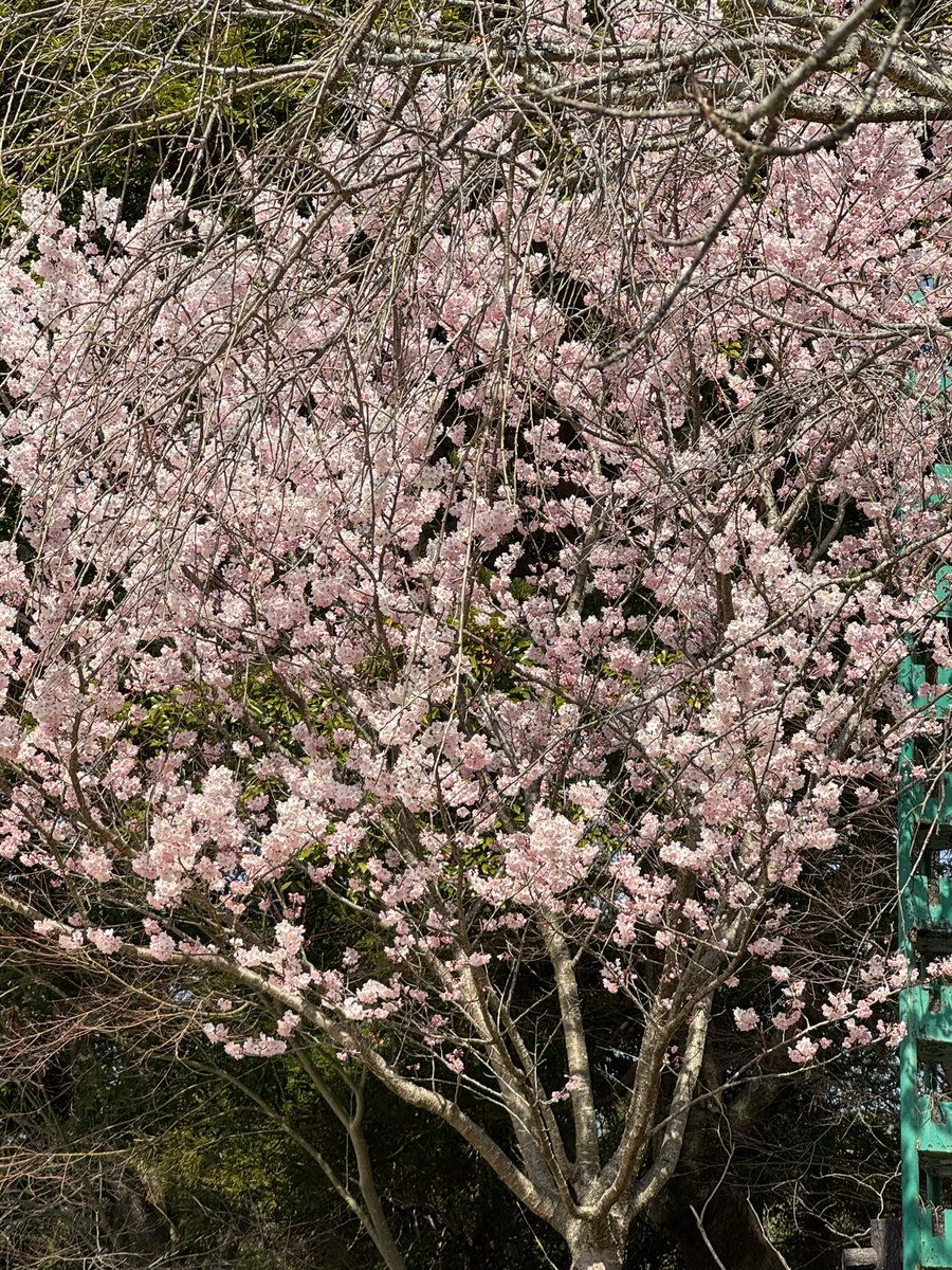 norisuqe's tweet photo. 福智山ろく花公園
早咲きの桜が綺麗 https://t.co/gH5xcI7qrD