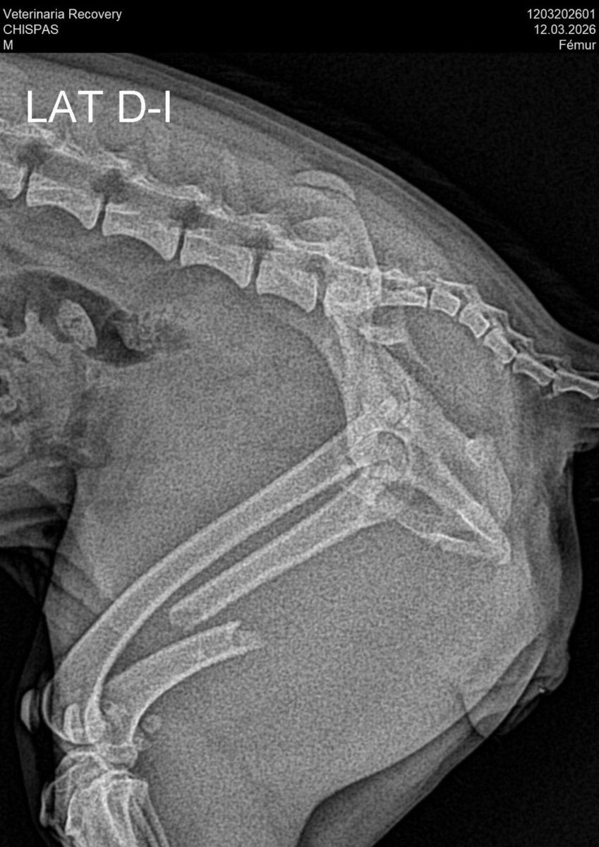 amaya; HEARD KONNAKOL🐆 tweet media