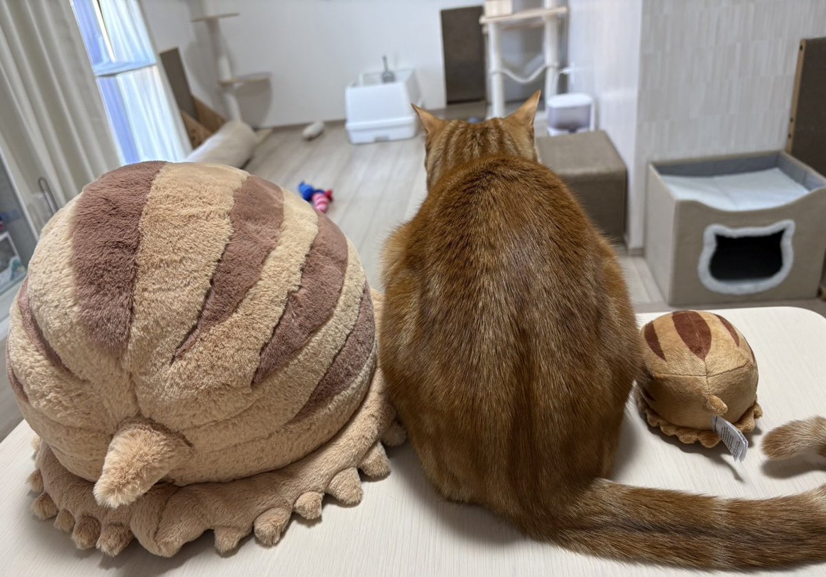 まいにちむぅちゃん🐈 tweet media