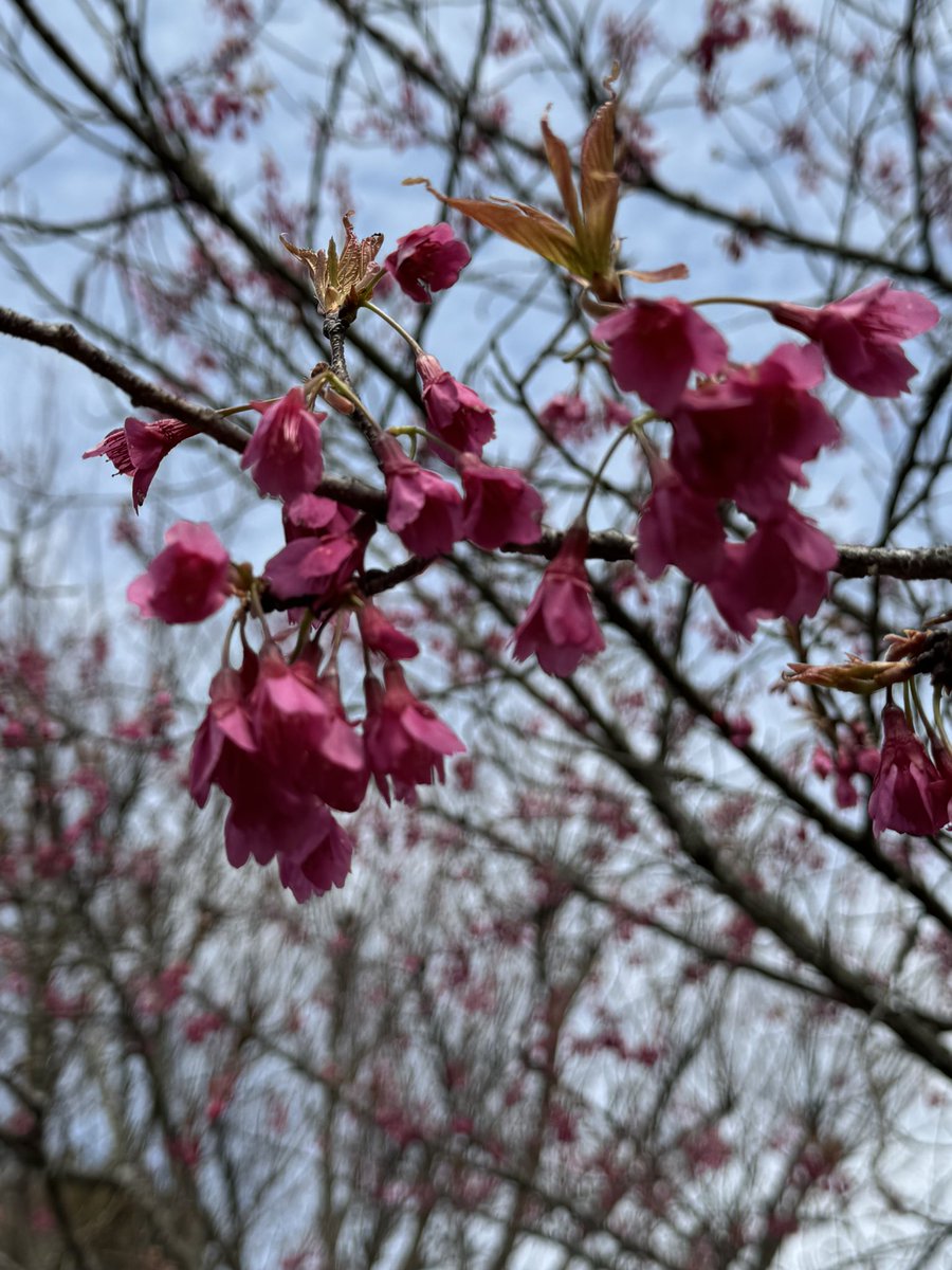 norisuqe's tweet photo. 福智山ろく花公園

天気も良く気持ちがいい

@BOGUMMY 
＠春が待ち遠しい https://t.co/P1I0mFBUV5