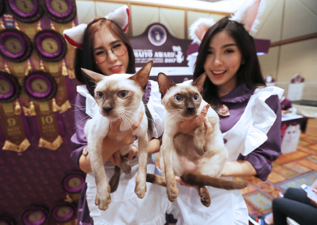 FINALLY Thailand declares cats as national symbols. So far only five Thai breeds have been given official titles. Here’s a thread introducing all of them and the lore behind each one 🧵