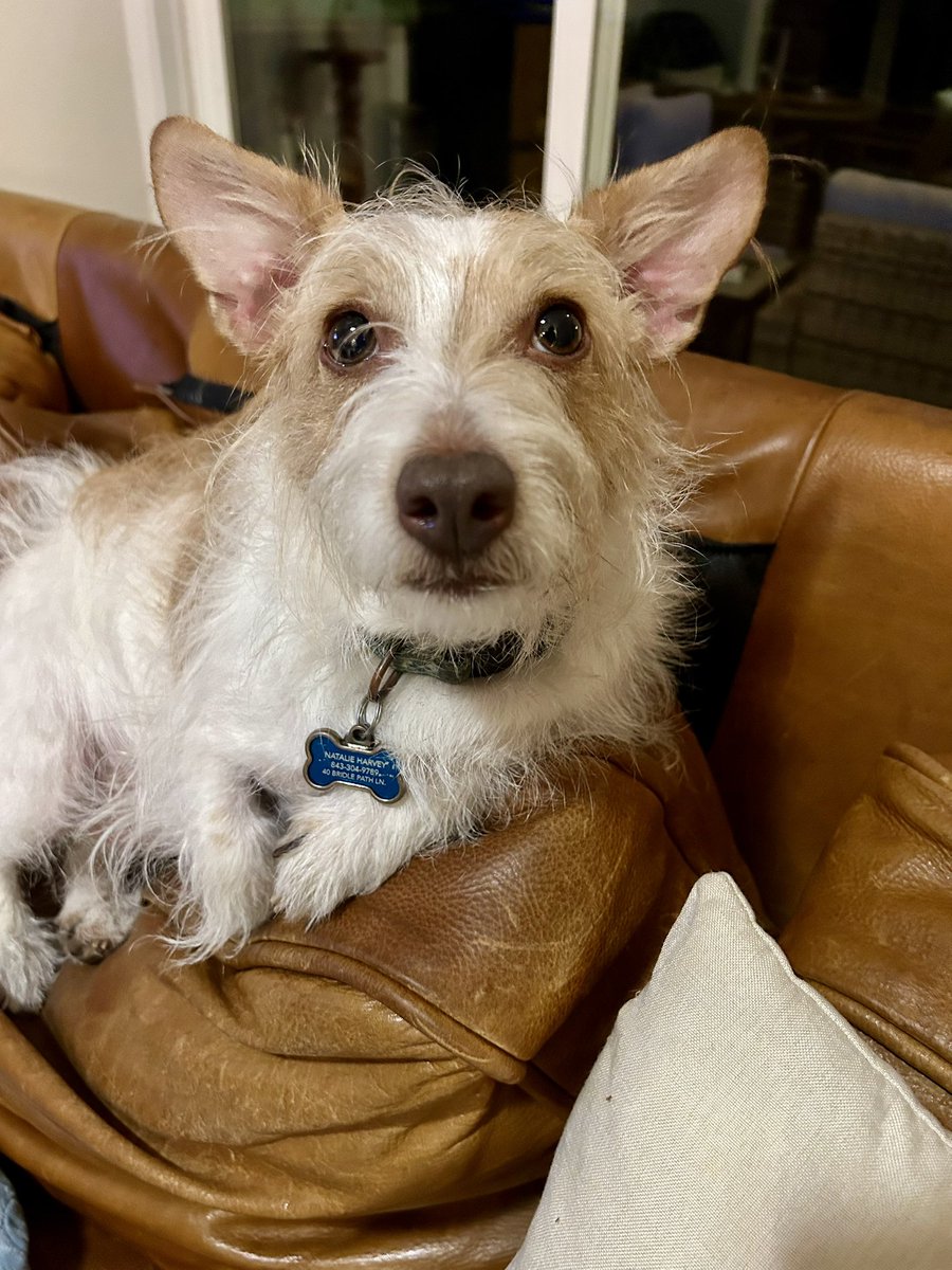 Natalie Harvey tweet media