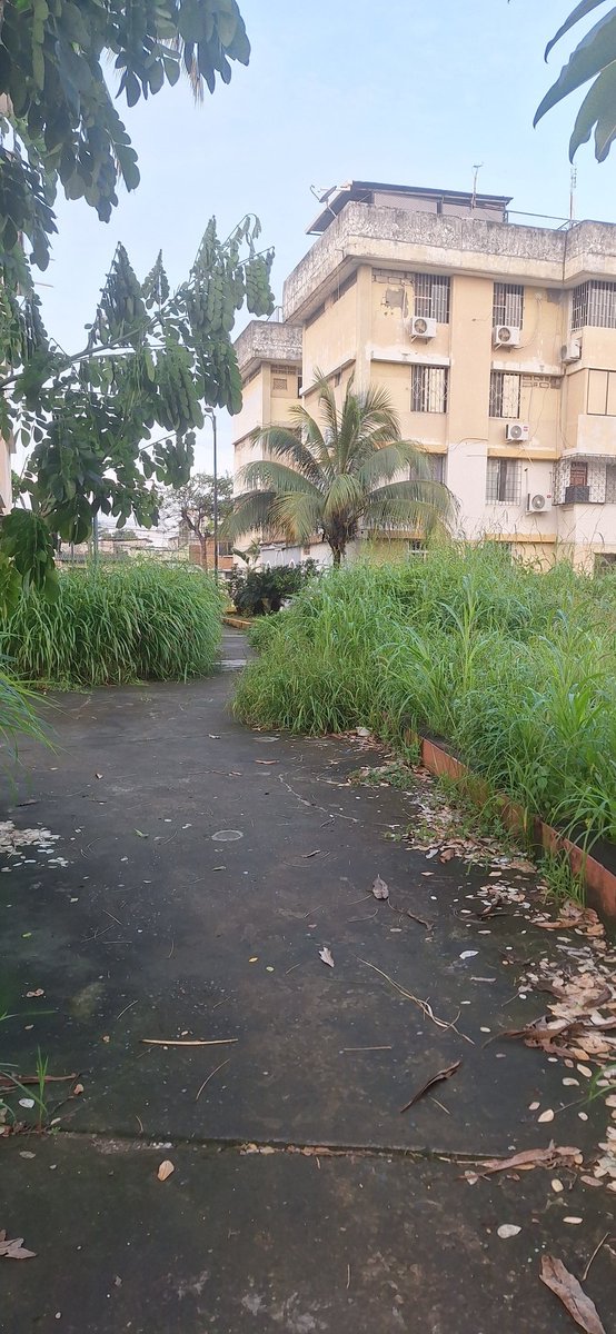Silvitazl's tweet photo. @alcaldiagye moradores de la pradera 1 se pierden al intentar cruzar el parque ubicado entre los bloques B, las malezas son más altas que los habitantes del sector https://t.co/gP29semLH3