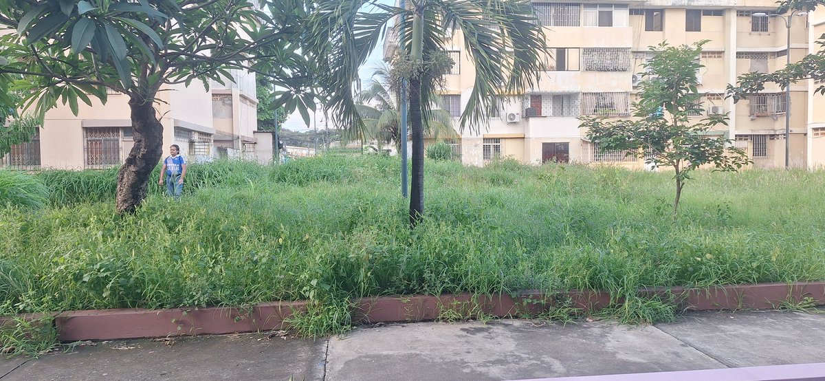 Silvitazl's tweet photo. @alcaldiagye moradores de la pradera 1 se pierden al intentar cruzar el parque ubicado entre los bloques B, las malezas son más altas que los habitantes del sector https://t.co/gP29semLH3