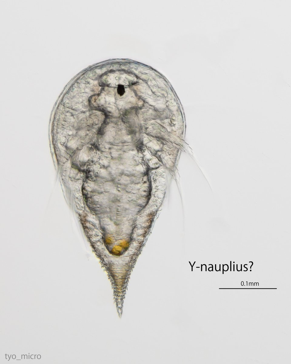 このすこーぷ tweet media