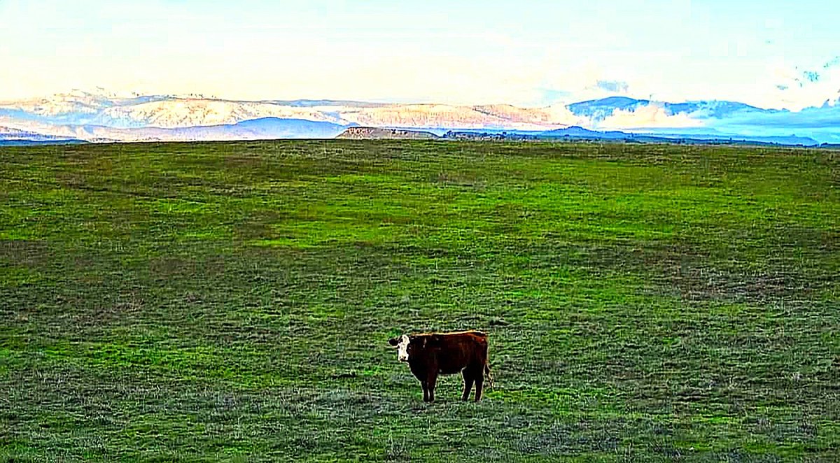 Andrew Yrigollen tweet media