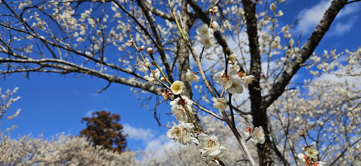 mako_matu's tweet photo. 梅の花を観に行ってきました🌼.*
青空に映えるキレイな花と良い香りに癒されました✨
そして、10何年ぶりにSLAVEに入会🌙
ツアー、行けるといいなぁ✩.*˚ https://t.co/8kAPI0r2HW