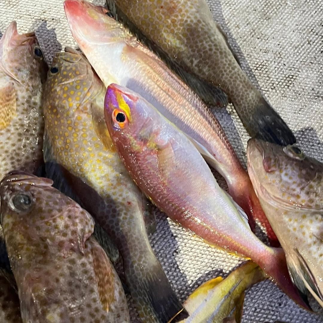 HzRufan's tweet photo. 海釣りは本当に面白いです！ ！
いろいろな小魚を収穫した🎣
.
.
.
.
.
#釣りをする #海釣り #ヨット #魚 #運動する #トレーニング #アウトドアイベント #旅をする #海 #砂浜 #東京 #東京グルメ #大阪 #大阪グルメ #ゴルフ #サーフィン #フィットネス #楽しい #週末 #旅をする #銀座 #銀座グルメ https://t.co/CwCh9daqmi