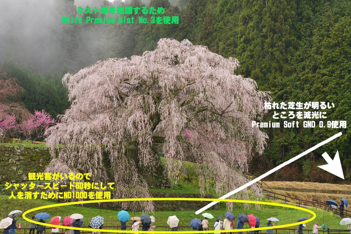 kani_filter's tweet photo. 桜シーズンでのフィルターワーク
構図右下の枯れた芝生が目立つため、ハーフNDの減光効果部分を右下にし、芝生を目立たないようにして桜に目線が来るようにします。

全く靄のないシーンでしたが、一瞬だけ靄が発生したので、靄を強調し、柔らかい雰囲気にするため、White Premium Mist No.3も重ねています。現在は、角形全面ミストだけではなく、半分だけミストのパーシャルシリーズがあり、Partial White Premium Mist No.3/5、Partial Black Premium Mist No.4とミストをかける位置を調整しながら撮影することも、100%全面でも使用できるようにハーフミストフィルターもあります。No.1が一番ミスト効果は弱く、No.5が最もミスト効果が強くなります。風景では光量が少ないシーンも多いので、No.5もオススメです。

また、大勢の観光客がおり、人を消すためにND1000を使用してシャッタースピードを60秒に設定して撮影しています。

雨が降る中での撮影だったので、レインカバーAC-006Lが必須でした。

弊社イチオシのLQ-365C+G4は高い位置まで伸びます。重心安定にはストーンバッグメッシュを使用してふらつき、三脚の転倒対策になります。

1枚目：Premium Soft GND 0.9+ND1000+White Premium Mist No.3
2枚目：フィルター使用説明
3枚目：フィルターなし

●Premium Soft GND 0.9  https://t.co/YzkJ8dKFwk
●ND1000  https://t.co/PmoS1XPzp3
●White Premium Mist No.3　https://t.co/nyGToLJM5F
●Partial White Premium Mist No.3 https://t.co/gmuyZOYxhE
●Partial White Premium Mist No.5 https://t.co/YqicoeNsx1
●Partial Black Premium Mist No.4 https://t.co/xAtdQD73dB
●AC-006L  https://t.co/A90OsVlpGx
●LQ-365C+G4　https://t.co/B3pfR6E8yg　
●ストーンバッグメッシュ  https://t.co/YgvmaDEUxQ