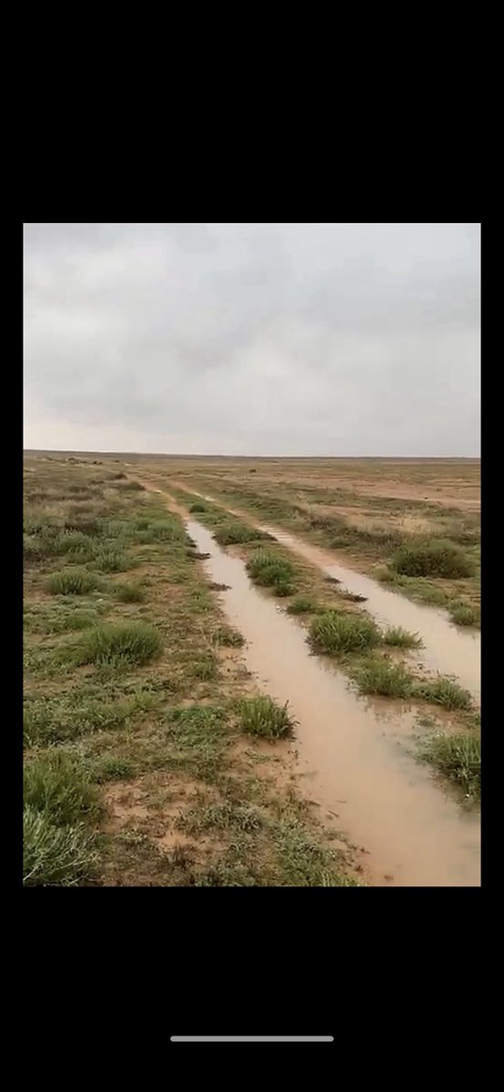 Eid البدوي tweet media