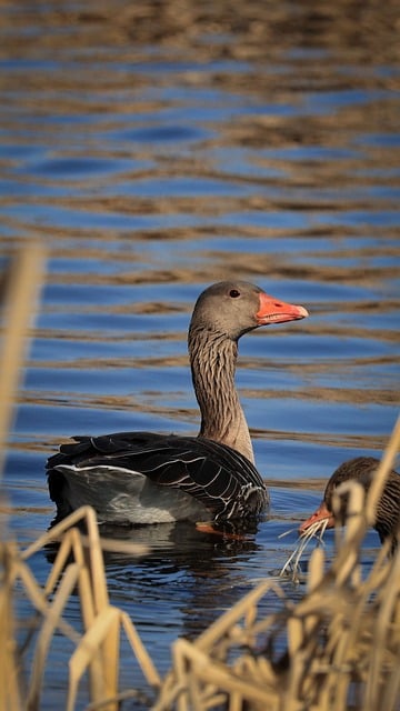 Tom Dyck tweet media