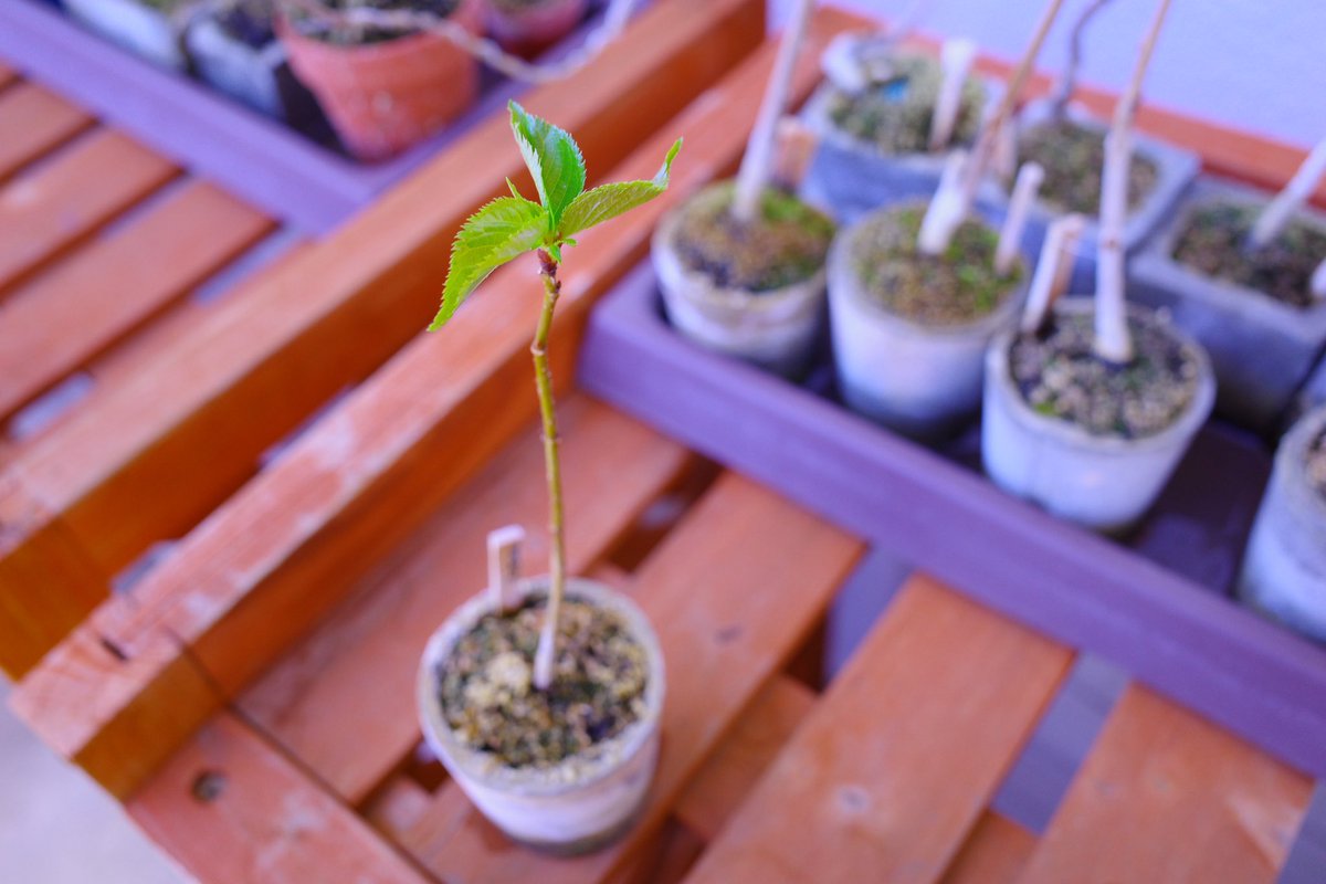 UG_TinyLab's tweet photo. 芽吹き一番乗りは、桜です🌿
#gardenshour #GardenersWorld #smalltrees #dwarftrees #GardeningTwitter #桜 #芽吹き #春 https://t.co/222f5uAHRz