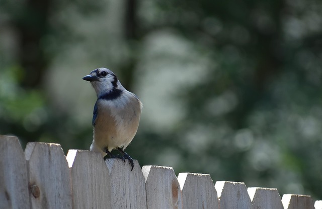 David Thompson tweet media