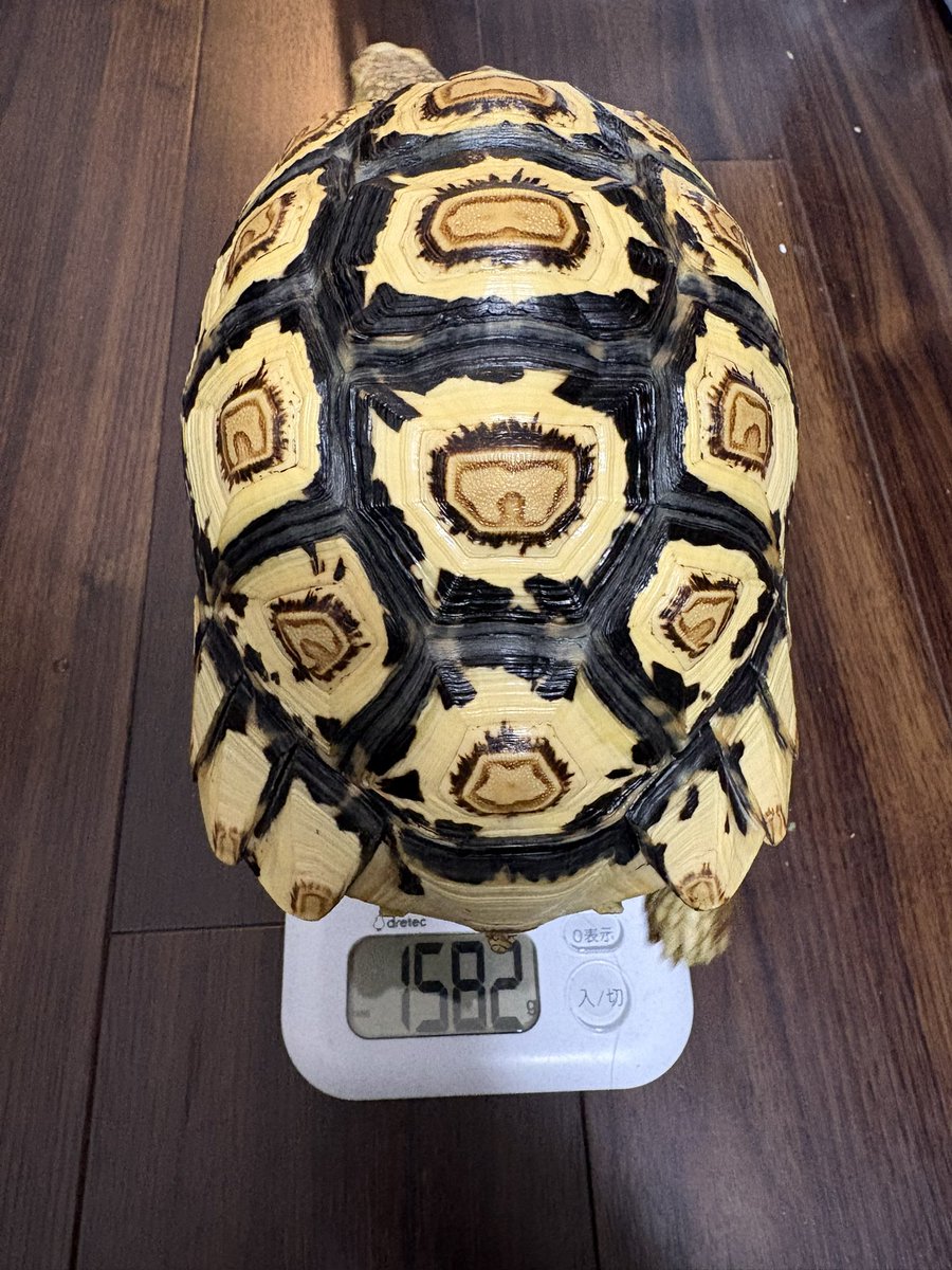 EKamelife's tweet photo. 🤍定期身体計測📏
甲長:21cm
体重:1582g
最近よく食べるので納得の増量！

#シロノワール成長記録 https://t.co/59QoU77q6s