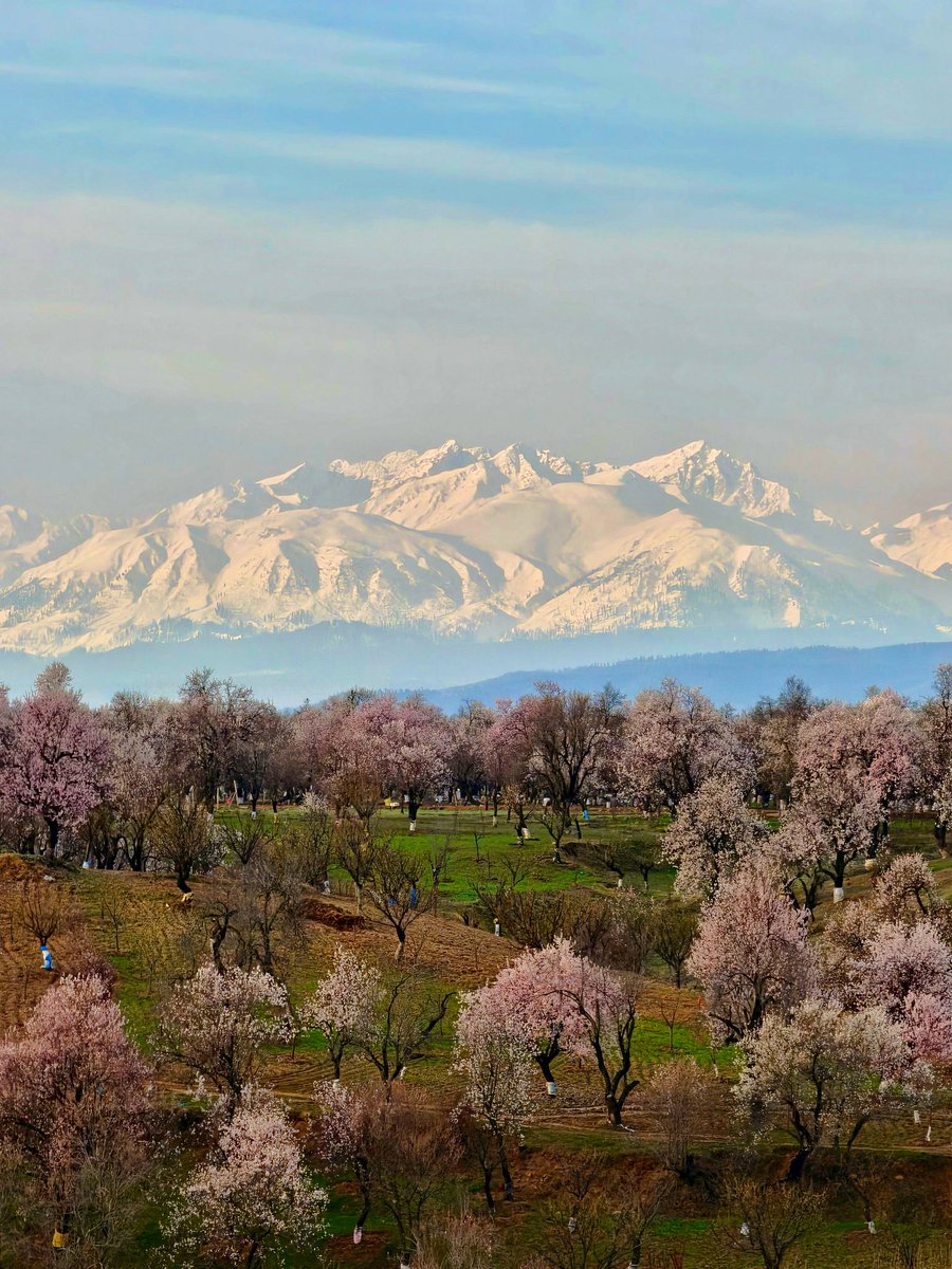 Go Jammu and Kashmir tweet media