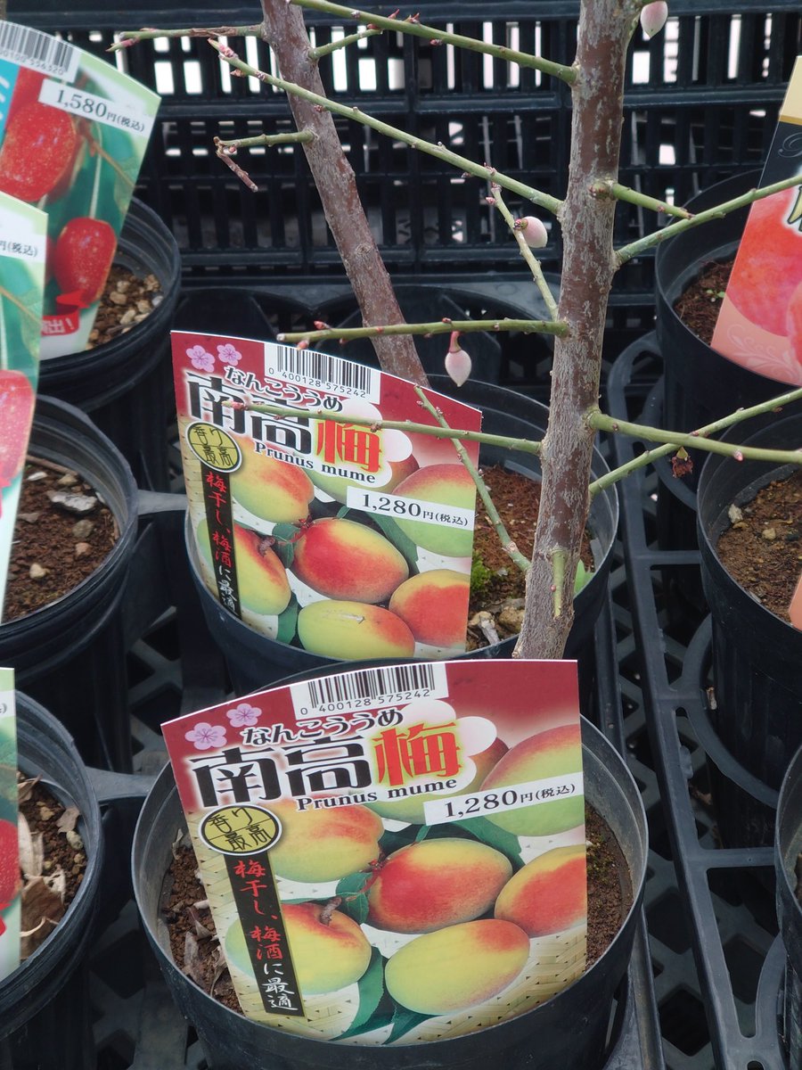 まきねった (@stug3b) on Twitter photo 