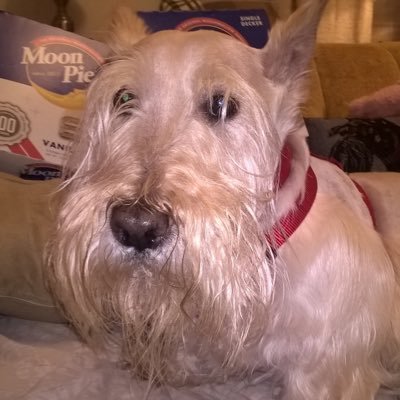 BizzMacc's tweet photo. ...past away night before last.  @GusMacST "Gus" wasn't a pet he was my family. Almost a year ago, I lost my Mom @MissJoSC and 11 months later, Gus is gone too. My 💔 is broken. @JEddieHughes @MavrocksGirl @canammissing @BobMcLain8 @TaraServatius @CharlieOnAir @HaggisAdele https://t.co/HEWPbaTFs9