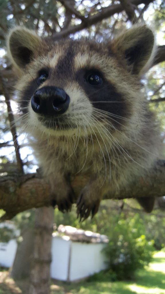 raccoon with confusing auras tweet media