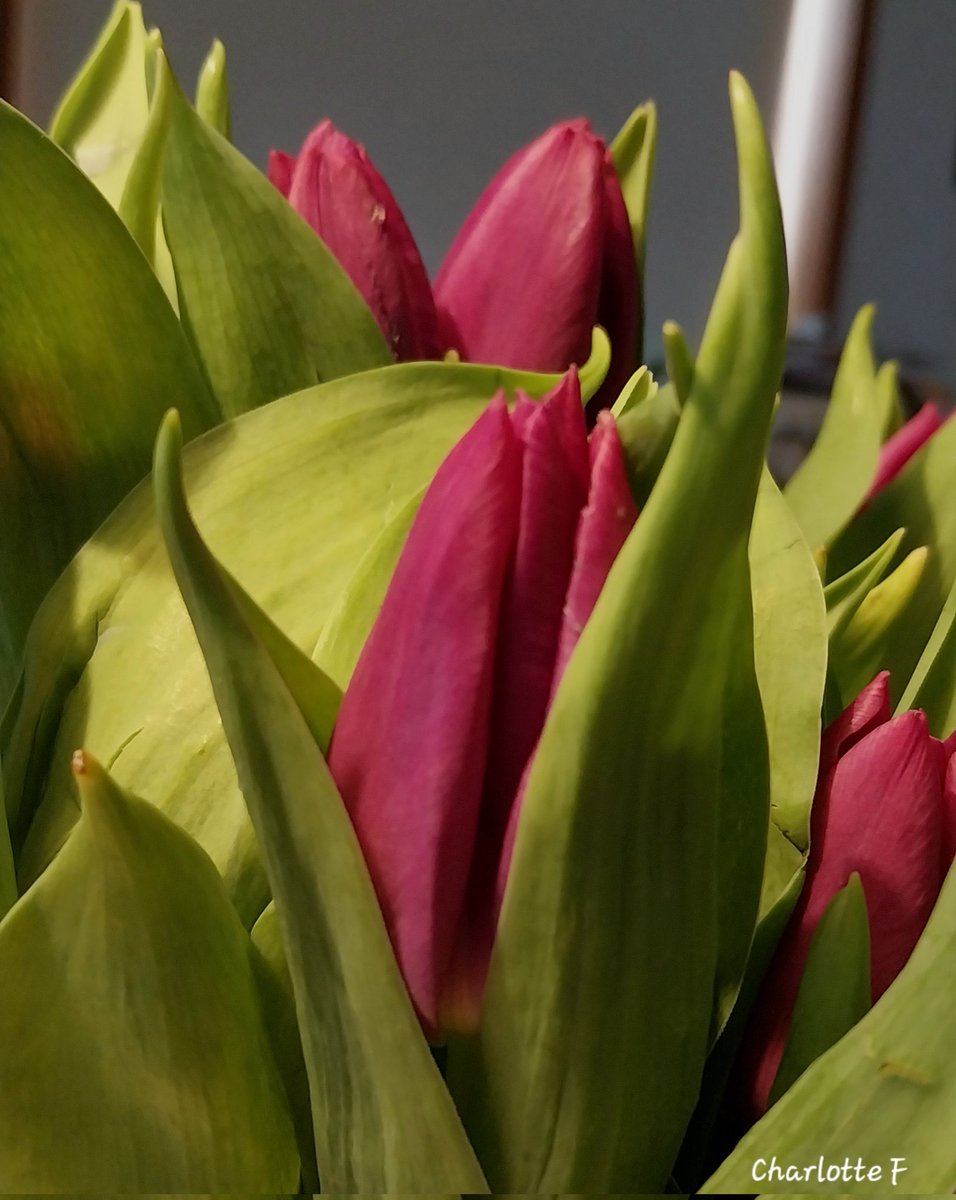 Charlotte tweet media