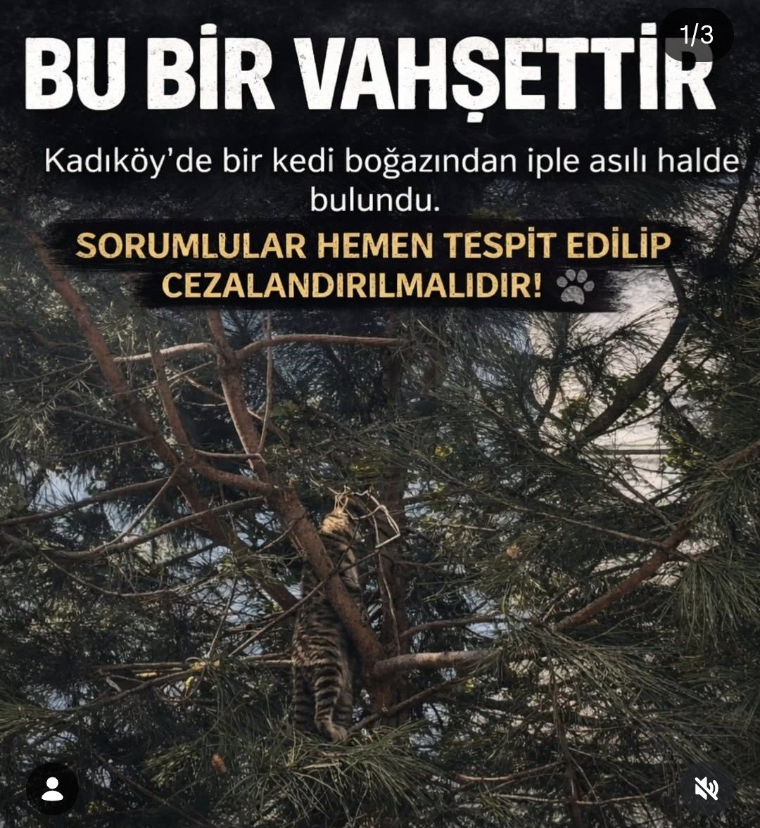 📣Kadikoy Goztepe de bogazindan asili bulunan kediyi kimin oldurdugu bulunsun

Bu dilekçeyi göndererek ve dilekçe kampanyasını paylaşarak bana destek olur musun?🙏 

jointvoice.com/campaign/708/