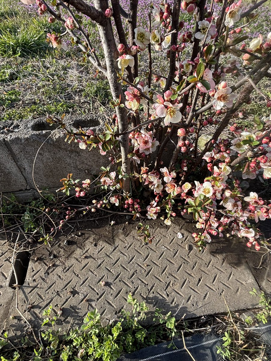 ぼけて変な所から生えているボケ