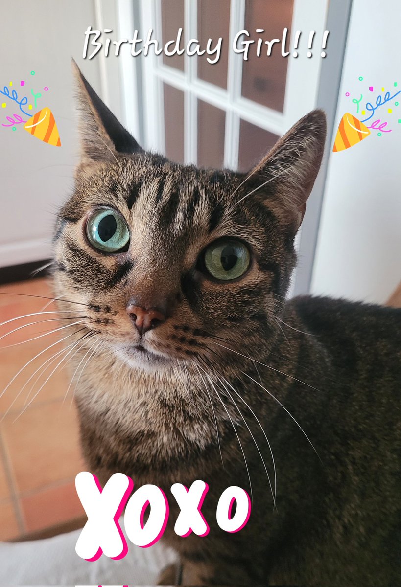 🎀🤍🩶Hawaï 🌺♀️🐱 Tatooine 🌕♂️🐈‍⬛ tweet media