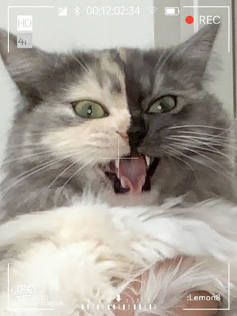 bqku_4ce1 tweet media