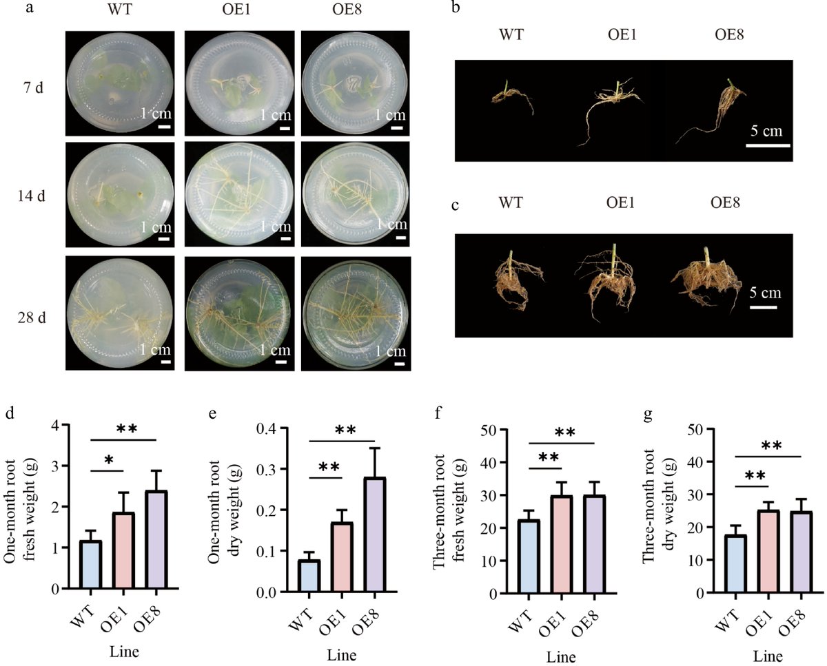 Forestry Research tweet media