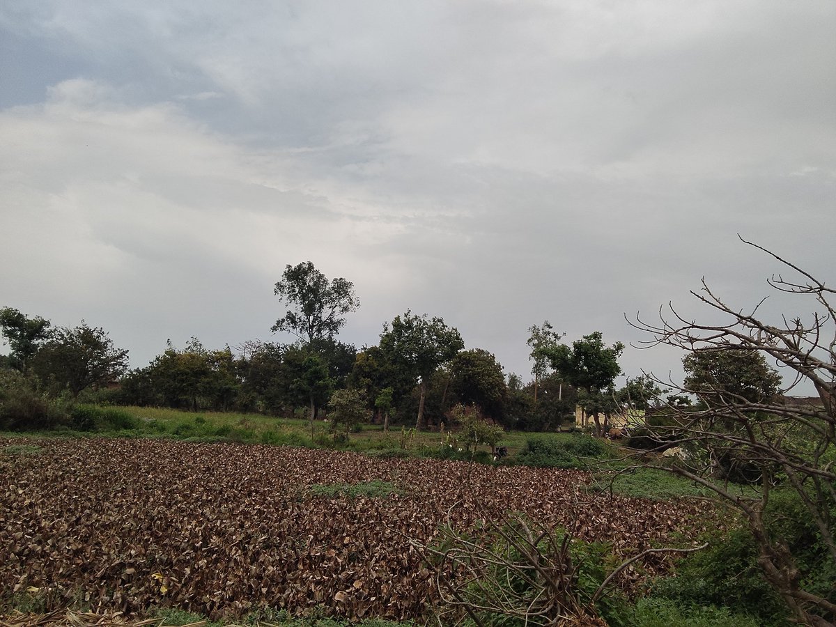 Boroplus👽 tweet media