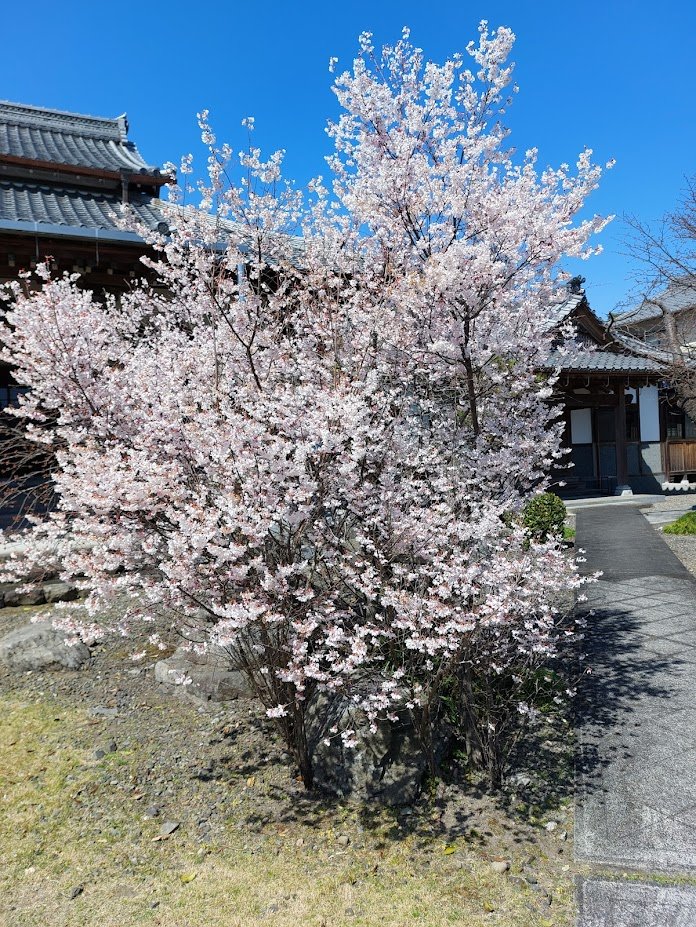 since1479's tweet photo. もうすぐお彼岸。永代経をお勤めします。さくらもさきました。 https://t.co/C0uBC3yM58