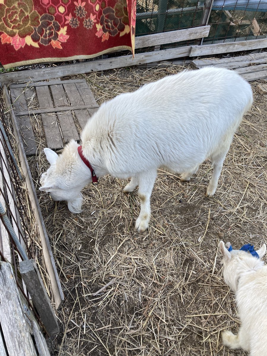 学　無言フォロー失礼します‼️ tweet media