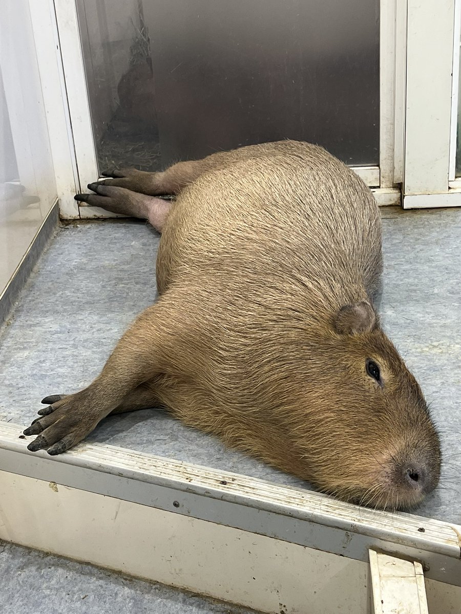 みなとみらいに、完全に悟りの境地に到達した方がいらっしゃって、恐縮した🐏