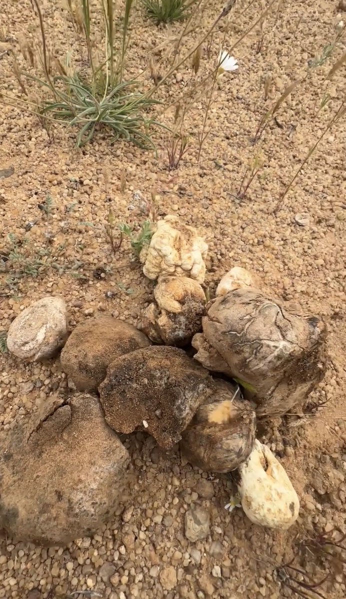 خالد الشمري tweet media