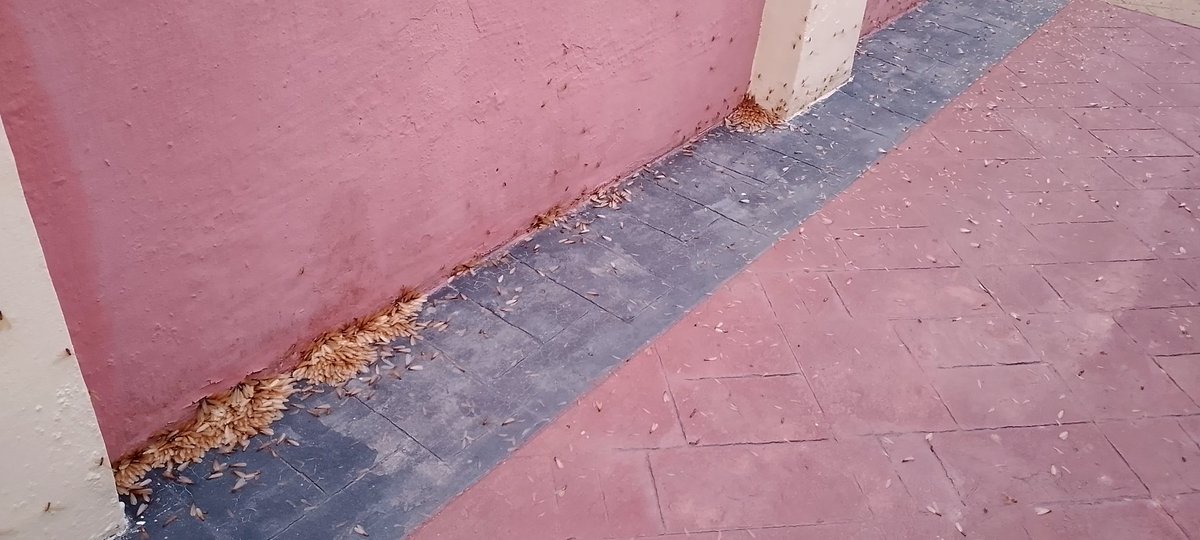 𝕽𝖔𝖘𝖊🍒 tweet media