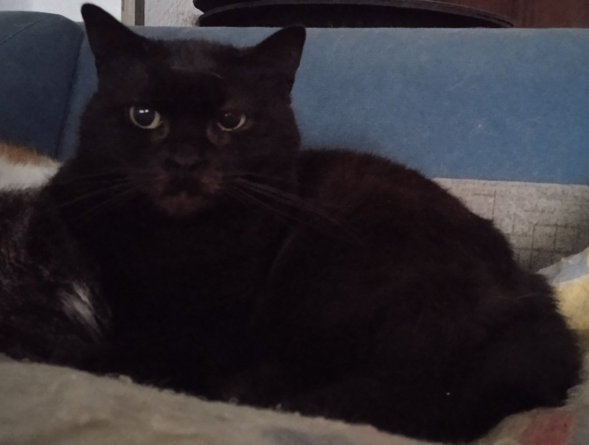 Bon dia amigues i amics, amunt ☕💖🍀🌸🐾😹😹😹