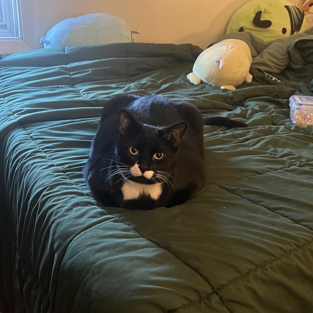 🌈🌷walkup kitties tweet media